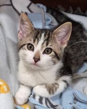 Domestic Short Hair Cats Available for Adoption in Tomah, Wisconsin - Forest | PetCurious