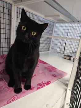 Rescue Domestic Short Hair Cats for Adoption in Mount Pleasant, Iowa - Kitty | PetCurious