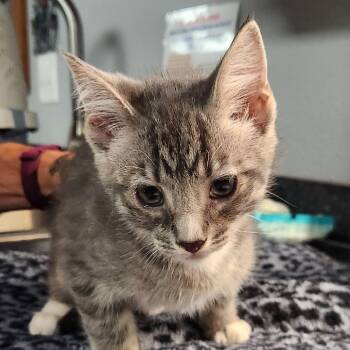 Fez -  Domestic Short Hair Cat for Adoption in Brighton, Missouri - Fez | PetCurious