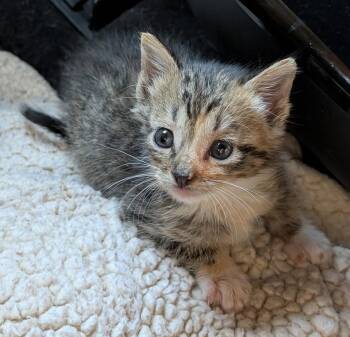 Jungle Jane -  Tabby and Domestic Short Hair Cat for Adoption in Buford, Georgia - Jungle Jane | PetCurious