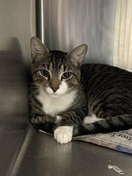 Rescue Domestic Short Hair Cats for Adoption in Hagerstown, Maryland - NOPALES | PetCurious