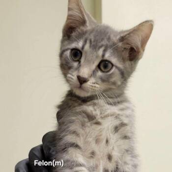 Felon -  Domestic Short Hair Cat for Adoption in Mazon, Illinois - Felon | PetCurious