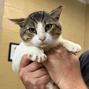 Domestic Short Hair Cats Available for Adoption in Lucedale, Mississippi - HUNTER | PetCurious