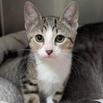 Domestic Short Hair Cats Available for Adoption in Titusville, Florida - Meowly Cyrus | PetCurious