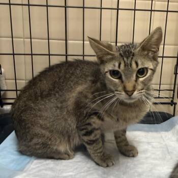 4th Wing Characters -  Domestic Short Hair Cat for Adoption in Westminster, California - 4th Wing Characters | PetCurious