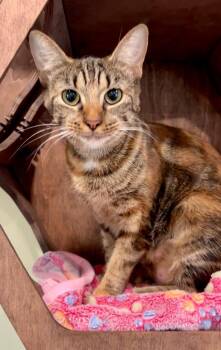 Callie -  Domestic Short Hair Cat for Adoption in Nashville, Tennessee - Callie | PetCurious