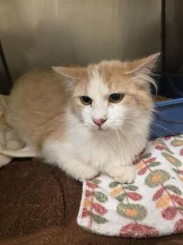 Domestic Long Hair Cats Available for Adoption in West Valley City, Utah - A121771 | PetCurious
