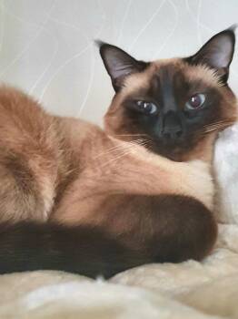 Siamese Cats Available for Adoption in Bettles, Alaska - White- PROD TEST | PetCurious