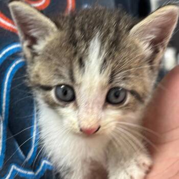 Mochi -  Domestic Short Hair Cat for Adoption in Guaynabo, Guaynabo - Mochi | PetCurious