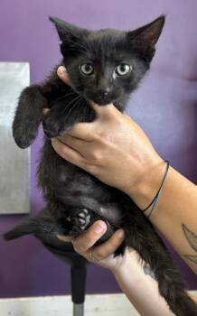 * Ember* -  Domestic Short Hair Cat for Adoption in Salt Lake City, Utah - * Ember* | PetCurious