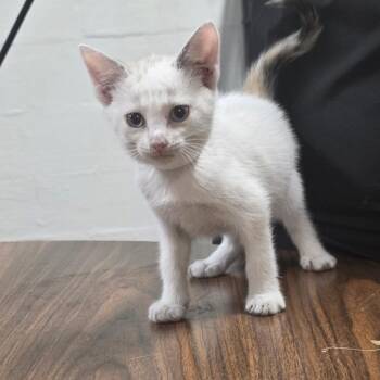 Marbles -  Domestic Short Hair Cat Available for Adoption in Clanton, Alabama - Marbles | PetCurious