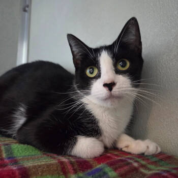 Rescue Domestic Short Hair Cats for Adoption in Chattanooga, Tennessee - Pixel | PetCurious