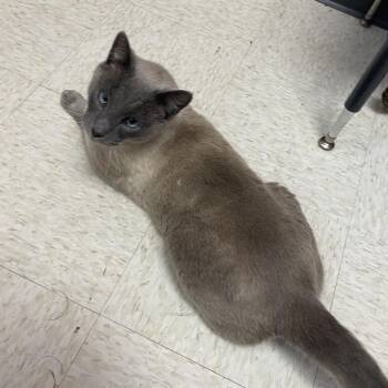 Siamese Cats Available for Adoption - Ace | PetCurious