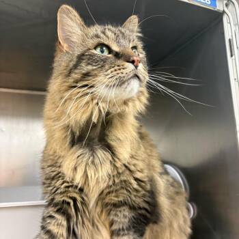 Maine Coon and Domestic Long Hair Cats Available for Adoption in Grand Rapids, Michigan - Zachary | PetCurious