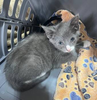 Cara -  Domestic Short Hair Cat for Adoption in Kell, Illinois - Cara | PetCurious
