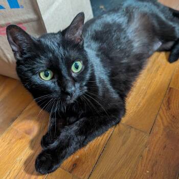 Binx Limon  56043 -  Domestic Short Hair Cat for Adoption in Eaton Rapids, Michigan - Binx Limon  56043 | PetCurious