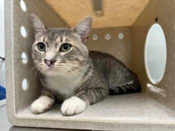 MAVERICK -  Domestic Short Hair Cat for Adoption in Antioch, California - MAVERICK | PetCurious