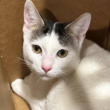 Domestic Short Hair Cats Available for Adoption in Tampa, Florida - Bert | PetCurious