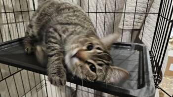 Rescue Tabby Cats for Adoption in Magnolia, Texas - Arthur | PetCurious