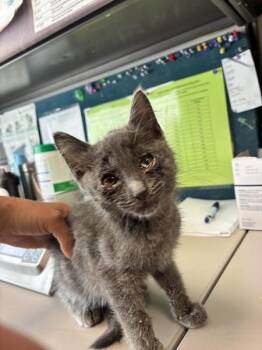 *Lu Anne* -  Domestic Medium Hair Cat for Adoption in Salt Lake City, Utah - *Lu Anne* | PetCurious