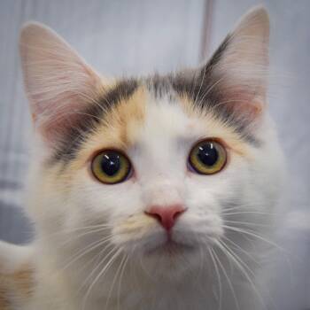 Mona Lisa -  Calico and Domestic Medium Hair Cat for Adoption in Huntley, Illinois - Mona Lisa | PetCurious