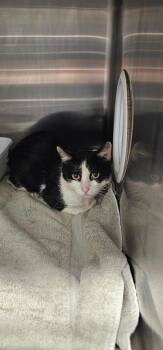 Juliet -  Domestic Short Hair Cat for Adoption in Athens, Tennessee - Juliet | PetCurious