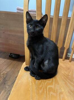 Dark Mess (Polydactyl) Bonded w/Christopher Columbus -  Domestic Short Hair Cat for Adoption in Little Rock, Arkansas - Dark Mess (Polydactyl) Bonded W/Christopher Columbus | PetCurious
