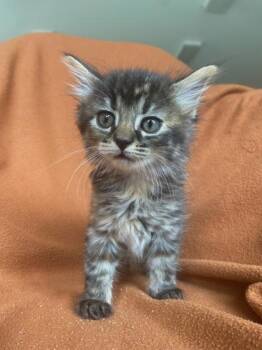Tide -  Domestic Long Hair and Domestic Short Hair Cat for Adoption in Columbus, Indiana - Tide | PetCurious