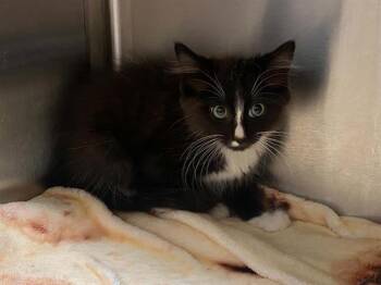 SLIDER -  Domestic Short Hair Cat for Adoption in Tustin, California - SLIDER | PetCurious