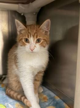 Houdini -  Domestic Short Hair Cat for Adoption in Amery, Wisconsin - Houdini | PetCurious