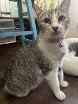 Domestic Short Hair Cats Available for Adoption in Bryan, Texas - Mama Sanity | PetCurious