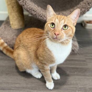 East Coast Boy -  Domestic Short Hair Cat for Adoption in Fredericksburg, Virginia - East Coast Boy | PetCurious