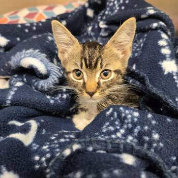 Dwight  D. Eisenhower -  American Shorthair Cat for Adoption in Newport, Tennessee - Dwight  D. Eisenhower | PetCurious
