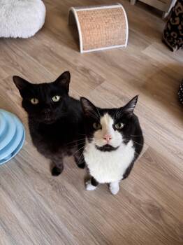 Panther & Tuxy (bonded pair) -  Domestic Short Hair Cat for Adoption in Nashville, Tennessee - Panther & Tuxy (bonded Pair) | PetCurious