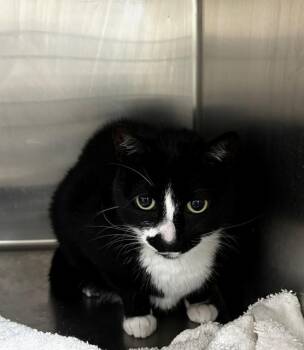 WINTER -  Domestic Short Hair Cat for Adoption - WINTER | PetCurious