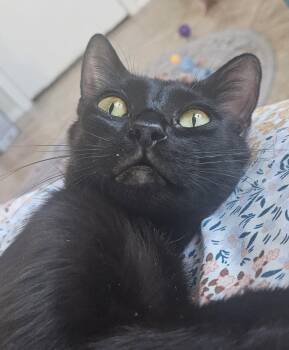Starry Nightsky -  Domestic Short Hair Cat for Adoption in Chandler, Arizona - Starry Nightsky | PetCurious