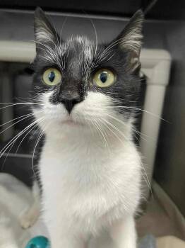 Rescue Domestic Short Hair Cats for Adoption in Rustburg, Virginia - Mintlyn - At Shelter | PetCurious