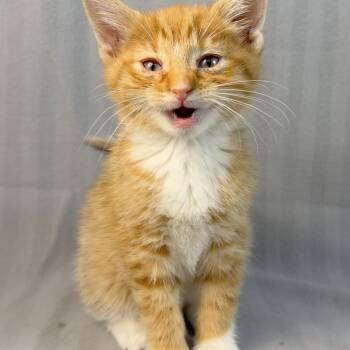 Rescue Tabby Cats for Adoption in Minneapolis, Minnesota - Oskar | PetCurious