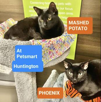 Domestic Short Hair Cats Available for Adoption - Phoenix & Mashed Potato  | PetCurious