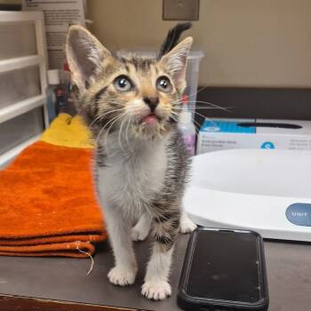 Domestic Short Hair Cats Available for Adoption in Columbus, Georgia - 05/07/2026-Stray-GeorgeStreet | PetCurious