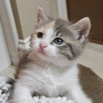 Domestic Short Hair Cats Available for Adoption in Austin, Texas - Toffee 5 | PetCurious