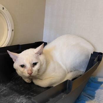 White Chocolate -  Domestic Short Hair Cat for Adoption in San Antonio, Texas - White Chocolate | PetCurious