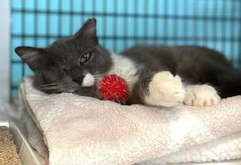 Lenore Dove -  Domestic Short Hair Cat for Adoption in Seal Beach, California - Lenore Dove | PetCurious