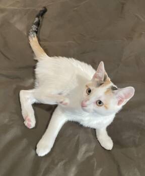 Calico and Domestic Short Hair Cats Available for Adoption - Yogurt-Portofino PetSmart  | PetCurious