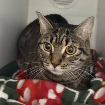 Stormy (AKA Eepy) -  Domestic Short Hair and Extra Toes Cat Hemingway Polydactyl Cat for Adoption in Phoenix, Arizona - Stormy (AKA Eepy) | PetCurious