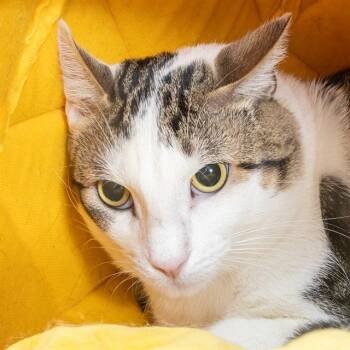 Rescue Domestic Short Hair Cats for Adoption in St. Louis, Missouri - BARNACLE BOY | PetCurious