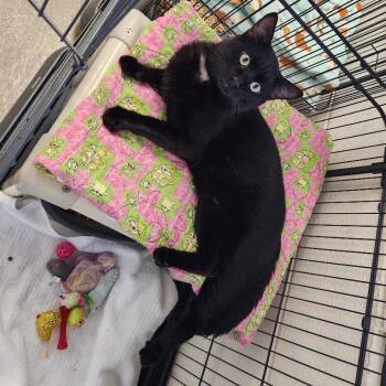 Domestic Short Hair Cats Available for Adoption - Spings | PetCurious