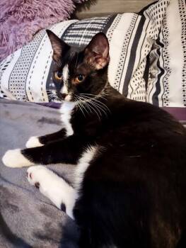 Rescue Domestic Short Hair Cats for Adoption in Buffalo, New York - Clover | PetCurious