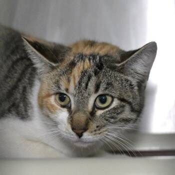 Domestic Short Hair Cats Available for Adoption - Sage | PetCurious