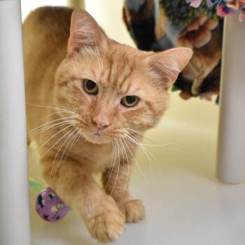 Grant -  Domestic Short Hair Cat for Adoption in Harrisonburg, Virginia - Grant | PetCurious